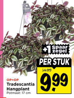  kamerplanten 17 tradescantia hangplant potmaat cm spaar zegel stuk 