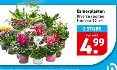 klik op dit plaatje voor een vergroting en voor vergelijkbare aanbiedingen gerelateerd aan
kamerplanten 2 12 soorten potmaat cm stuks kamerplanten 2 12 soorten potmaat cm stuks
